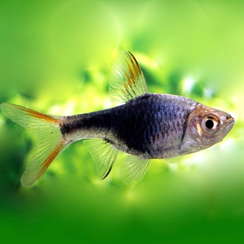 Rasbora heteromorpha black